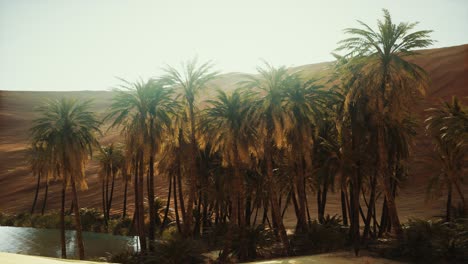 Palmen-In-Den-Dünen