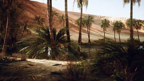 Oasis-En-El-Cálido-Desierto-Del-Sahara
