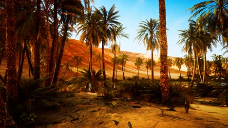 oasis-with-palm-trees-in-desert