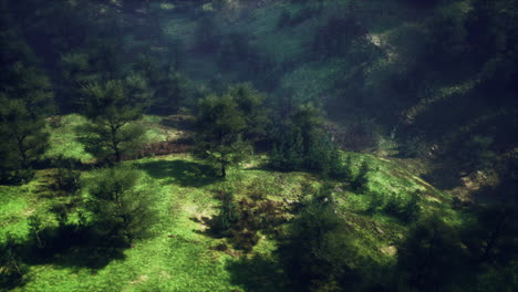 dramatic-scenic-fog-in-pine-forest-on-mountain-slopes