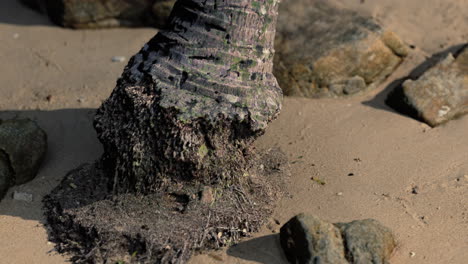 closeup-of-a-palm-tree-trunk-at-caribbean-sand-beach