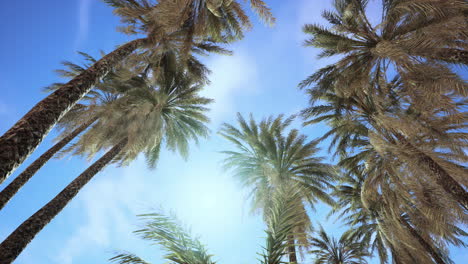 Palm-trees-vintage-toned-perspective-view-to-the-sky