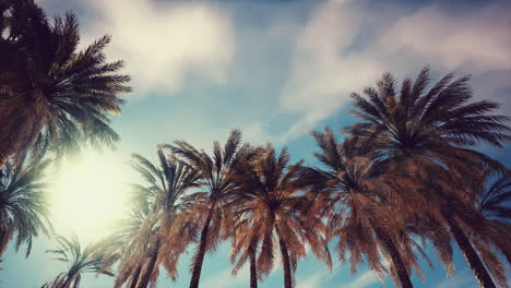 Looking-up-at-palm-trees-at-Surfers-Paradise