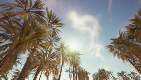 Palmen-Vintage-Getönten-Perspektivischen-Blick-Auf-Den-Himmel