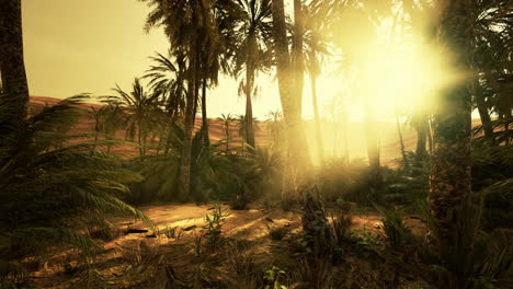Palm-Trees-in-the-Sahara-Desert