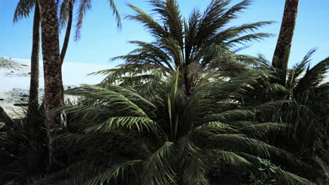 Palm-trees-of-oasis-in-desert-landscape