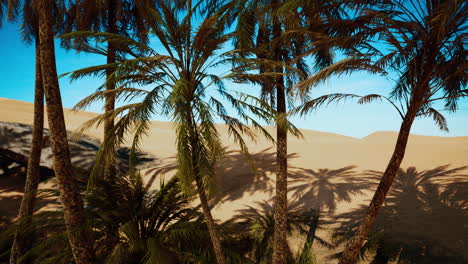 Oasis-at-the-moroccan-desert-dunes