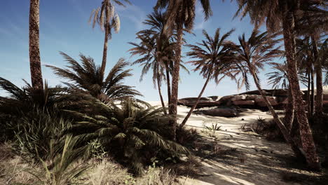 Oase-In-Den-Marokkanischen-Wüstendünen