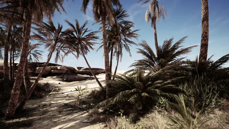 Palm-Trees-in-the-Sahara-Desert