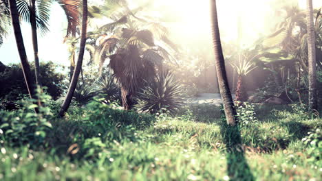 Morning-light-in-beautiful-jungle-garden