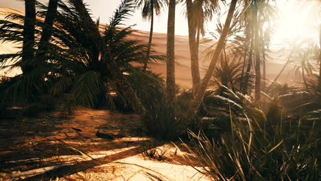 Der-Palms-Oasis-Trail-Ist-Eine-Der-Vielen-Beliebten-Wanderungen-Im-Nationalpark