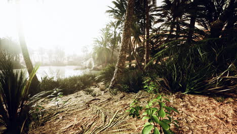 The-Palms-Oasis-trail-is-one-of-many-popular-hikes-in-National-Park