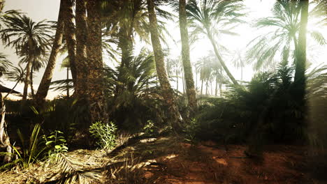 Der-Palms-Oasis-Trail-Ist-Eine-Der-Vielen-Beliebten-Wanderungen-Im-Nationalpark
