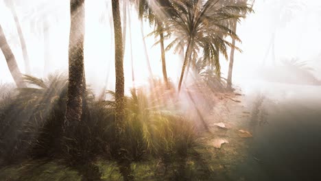 coconut-palms-in-deep-morning-fog