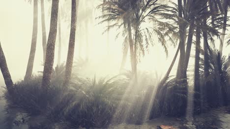 Kokospalmen-Im-Tiefen-Morgennebel
