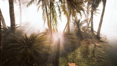 coconut-palms-in-deep-morning-fog