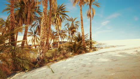 palm-trees-and-the-sand-dunes-in-Oasis