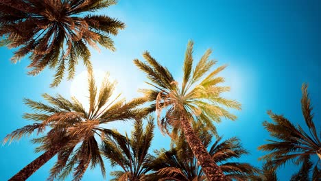 Palm-trees-at-Santa-Monica-beach