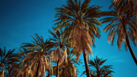 coconut-palm-trees-on-blue-sky