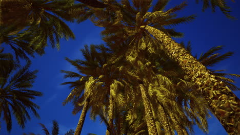 Kokospalmen-Am-Blauen-Himmel