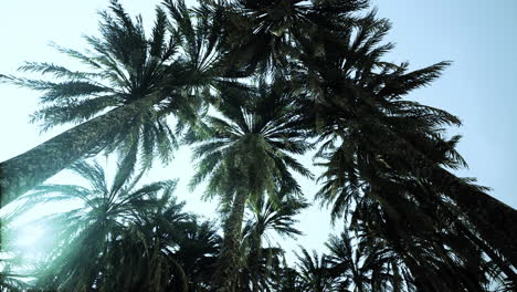 Underside-of-the-coconuts-tree-with-clear-sky-and-shiny-sun
