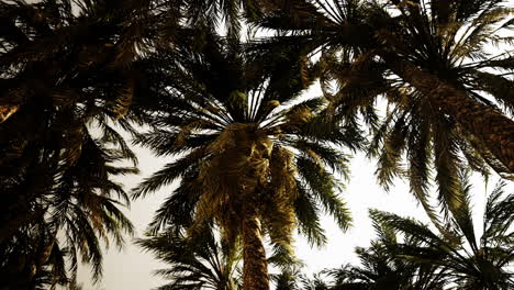 Unterseite-Des-Kokosnussbaums-Mit-Klarem-Himmel-Und-Strahlender-Sonne