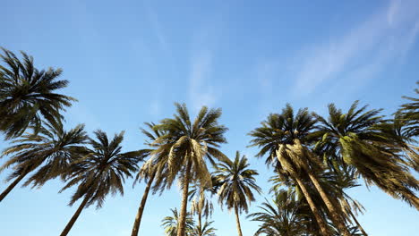 Underside-of-the-coconuts-tree-with-clear-sky-and-shiny-sun