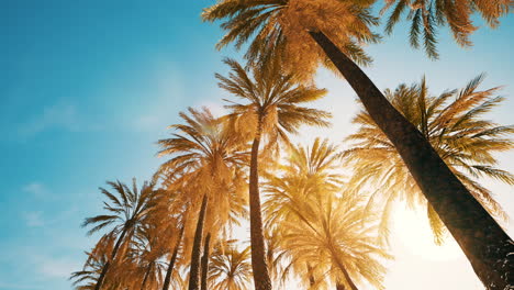 view-of-the-palm-trees-passing-by-under-blue-skies