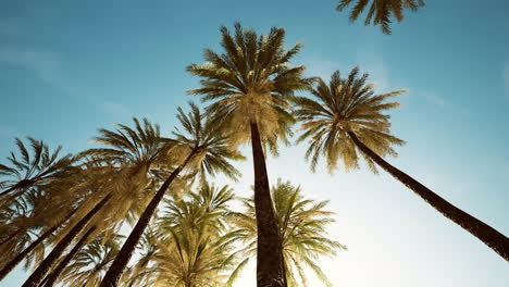 view-of-the-palm-trees-passing-by-under-blue-skies