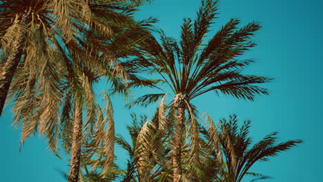 Blick-Auf-Die-Vorbeiziehenden-Palmen-Unter-Blauem-Himmel