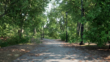 Green-alley-with-trees-in-the-park