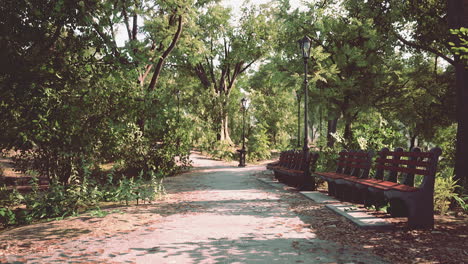 Callejón-Verde-Con-árboles-En-El-Parque