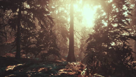 Sunlight-entering-autumn-coniferous-forest-on-a-misty-morning