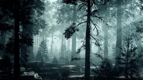 black-tree-trunk-in-a-dark-pine-tree-forest