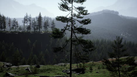 Neblige-Bergwaldlandschaft-Am-Morgen