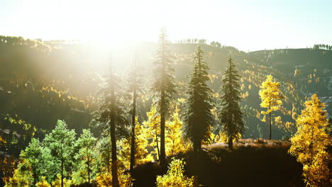 Beautiful-sunset-view-in-cedar-forest-in-front-of-sayan-mountain-range