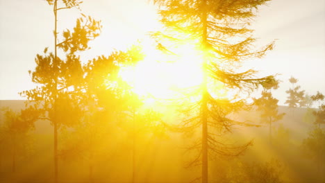 Die-Sonnenblendung-Dringt-Durch-Den-Nebel-Und-Die-Äste-Der-Bäume
