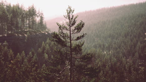 Beautiful-remote-evergreen-forest-in-mountain