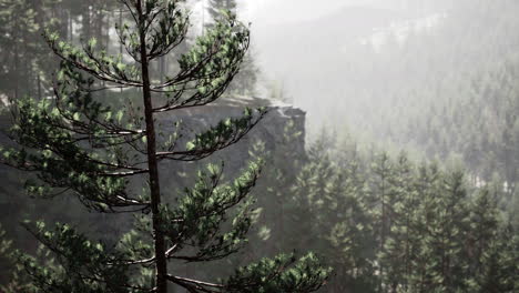 Beautiful-remote-evergreen-forest-in-mountain