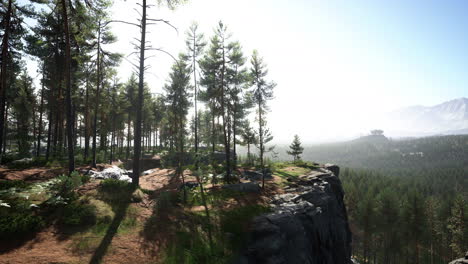 Pinos-Silvestres-Al-Amanecer-Durante-El-Amanecer-En-Un-Hermoso-Bosque-Alpino