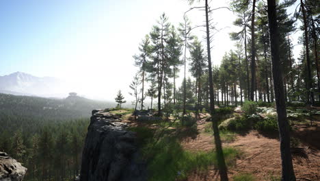 Pine-forest-on-the-mountainside