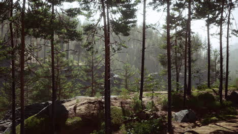 Profundos-Bosques-Escandinavos-En-Una-Tarde-De-Verano