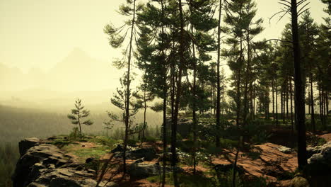 Nordic-pine-forest-in-evening-light