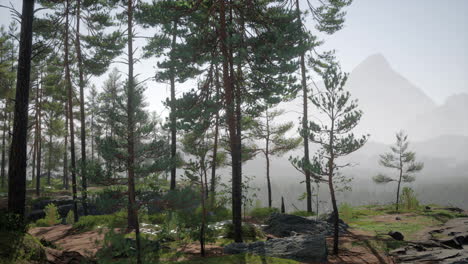 Tiefe-Skandinavische-Wälder-An-Einem-Spätsommerabend