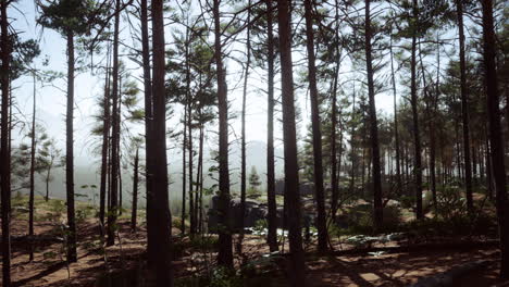 Bosque-De-Pinos-En-La-Ladera-De-La-Montaña