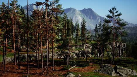 Wilde-Kiefern-Im-Morgengrauen-Bei-Sonnenaufgang-In-Einem-Wunderschönen-Alpenwald