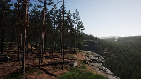 Nordic-pine-forest-in-evening-light