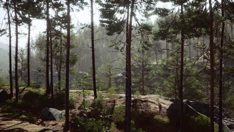 Deep-Scandinavian-woods-on-a-late-summer-evening