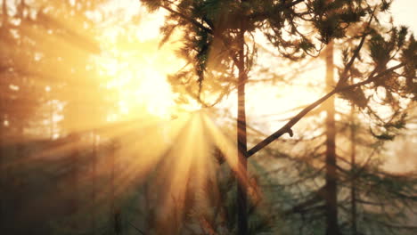 Sunset-rays-through-pine-branches