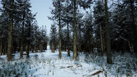 Bosque-De-Pinos-De-Invierno-Con-Nieve-En-Los-árboles